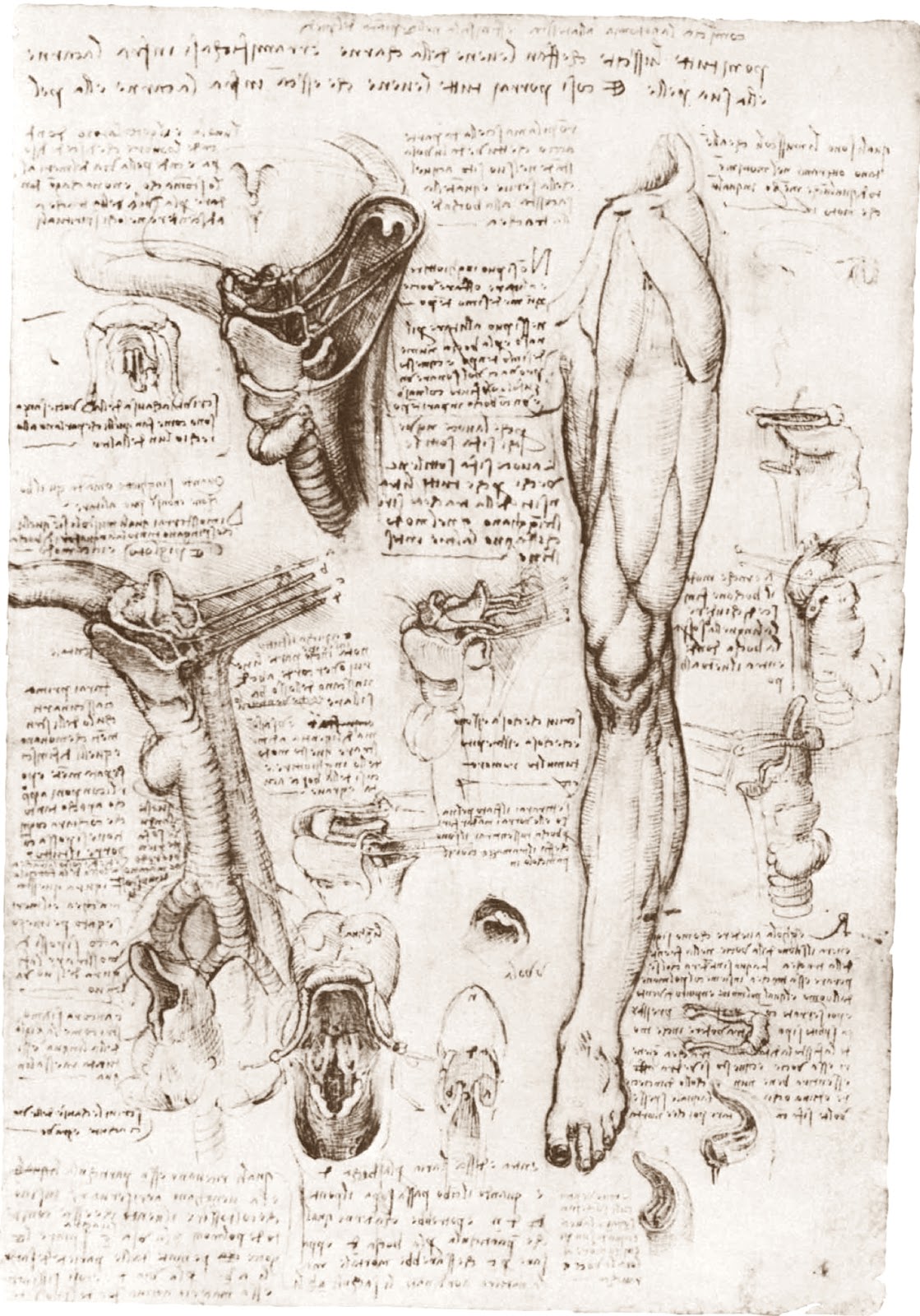 Leonardo+da+Vinci-1452-1519 (797).jpg